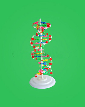 教学模型-dna分子螺旋结构模型