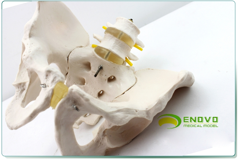enovo颐诺男性骨盆模型两节腰椎髋骨骶骨尾骨人体骨骼模型骨科