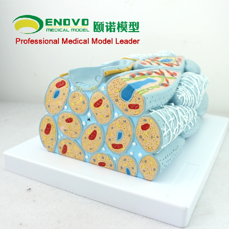 enovo颐诺平滑肌组织模型 细胞微观模型医学人体肌肉模型心内脏肌