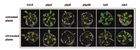 模块式植物表型分析技术方案（七） ——拟南芥UV胁迫的响应机制