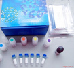 北京酶免分析代测人白介素1可溶性受体Ⅰ（IL-1sRⅠ）ELISA Kit价格