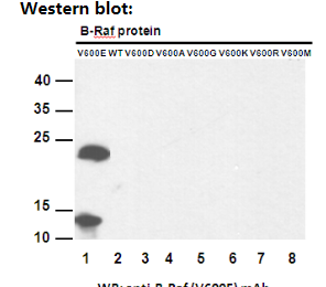 Anti BRaf(V600E) Mouse Monoclonal Antibody