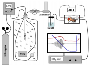 SSI果蝇呼吸代谢与活动观测系统