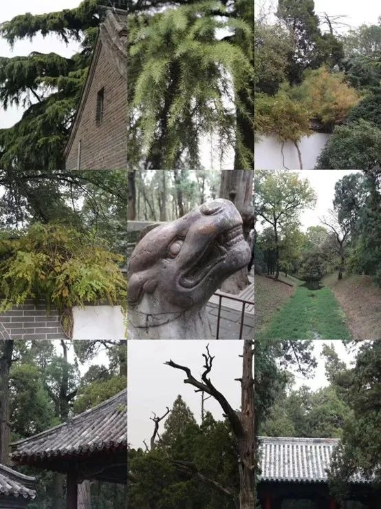 朝陽凱文研學系列之國內課程項目（普高）篇丨行走齊魯大地，傳承先賢文化！