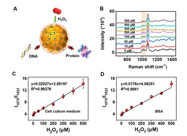 卓立汉光丨Au@COF 纳米传感器拉曼增强光谱与暗场散射性能研究及其细胞内过氧化氢检测