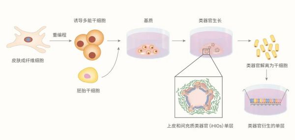 肠道类器官培养基 | MedChemExpress