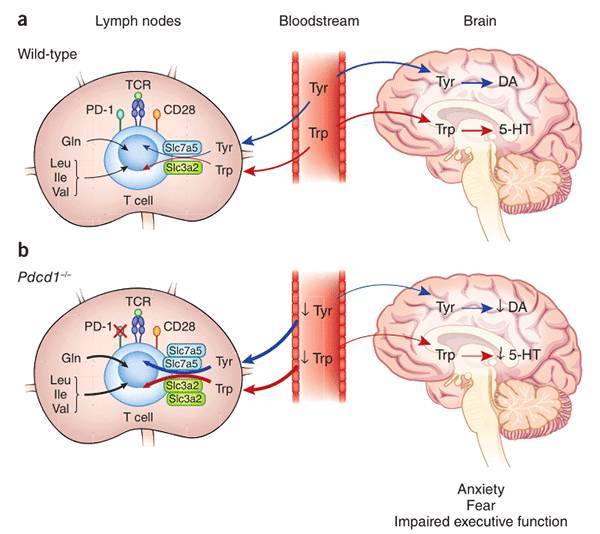 免疫检查点 PD-1 与中枢神经系统（CNS）的生理学关系 | MedChemExpress