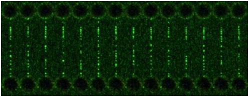熒光光鑷對Cas9脫靶效應實時可視化評估