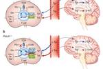 免疫檢查點 PD-1 與中樞神經系統（CNS）的生理學關系 | MedChemExpress