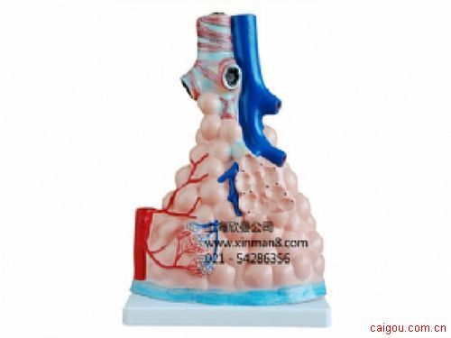肺泡模型，肺泡放大模型
