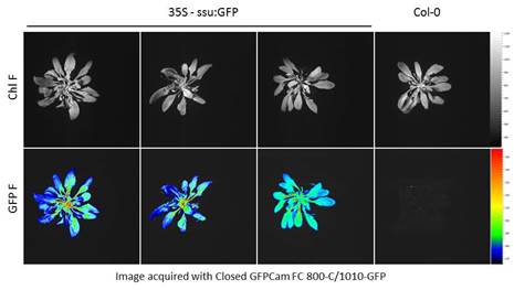 FluorCam封闭式GFP/Chl.荧光成像系统