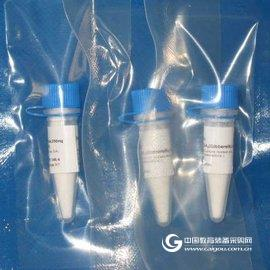拟南介金属离子转运蛋白抗体,Anti-Metal ion transporter抗体