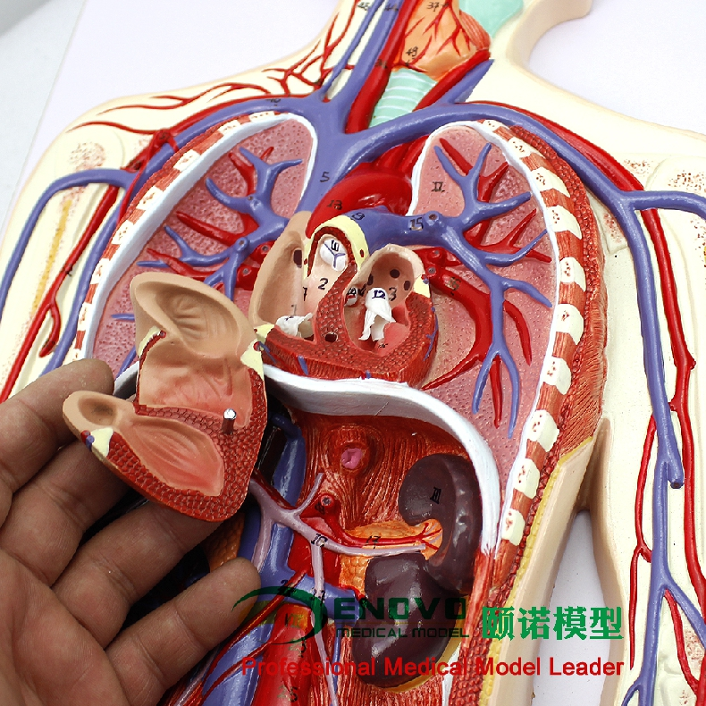 enovo頤諾人體血液循環系統模型體肺循環心血管介入心臟解剖模型