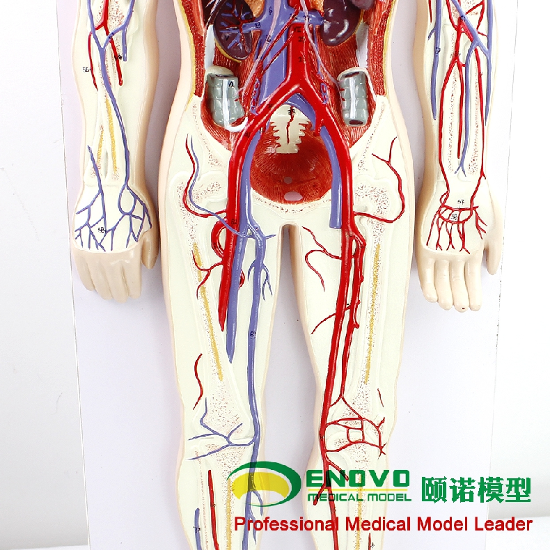 enovo頤諾人體血液循環系統模型體肺循環心血管介入心臟解剖模型