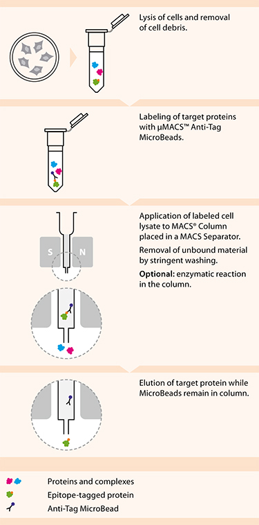 miltenyi/美天旎 μMACS? and MultiMACS? GFP Isolation Kits 130-091-125